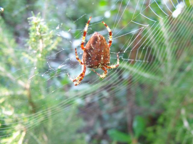 Araneus sp.